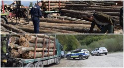 Amenzi de zeci de mii de lei și peste 100 metri cubi de lemn confiscat în urma unei acțiuni pe linie silvică în județul Arad

