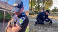 Căței abandonați pe câmp, găsiți și adoptați de jandarmii arădeni