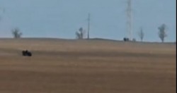 Braconaj cu ATV-ul la Vinga! Căprior urmărit și lovit