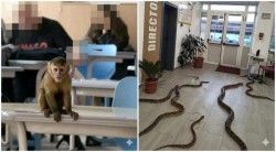 „Maimuța și șerpii” de la Pedagogic – o farsă digitală care ”a creat un tsunami mediatic”