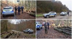 Amenzi de 40.000 de lei și 181 metri cubi de lemn confiscat în urma unei acțiuni pentru protecția fondului silvic în județul Arad