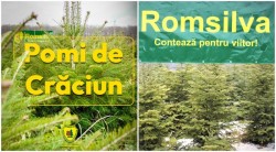 Romsilva oferă la vânzare peste 16 de mii de pomi de Crăciun 
în sezonul sărbătorilor de iarnă. Un brad costă între 17 și 39 de lei
