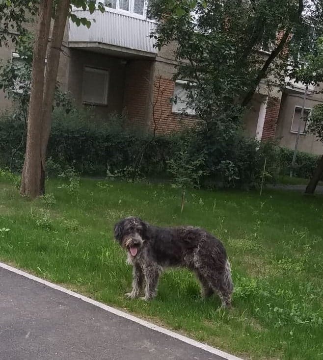 Mai mulţi câini vagavonzi au fost capturaţi de pe străzile municipiului