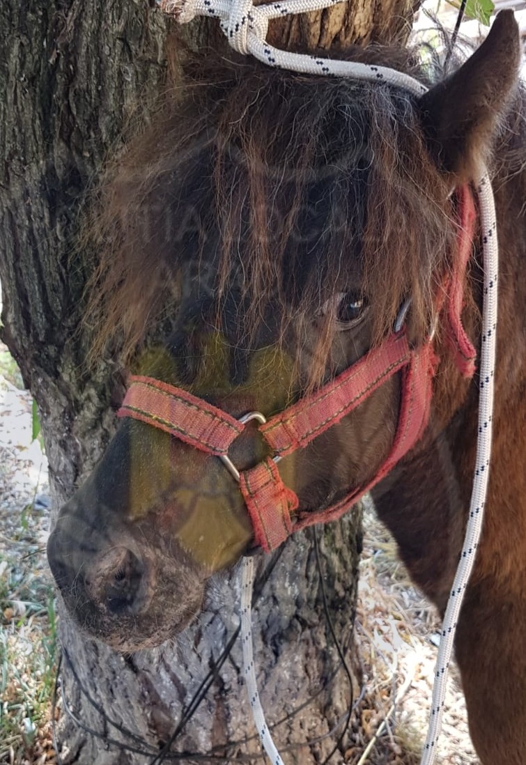 Un arădean, proprietarul PONEIULUI pierdut este căutat să-și ia acasă animalul! 1